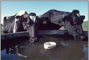 Image of alternate livestock water supply