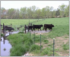 Image of livestock crossing a stream