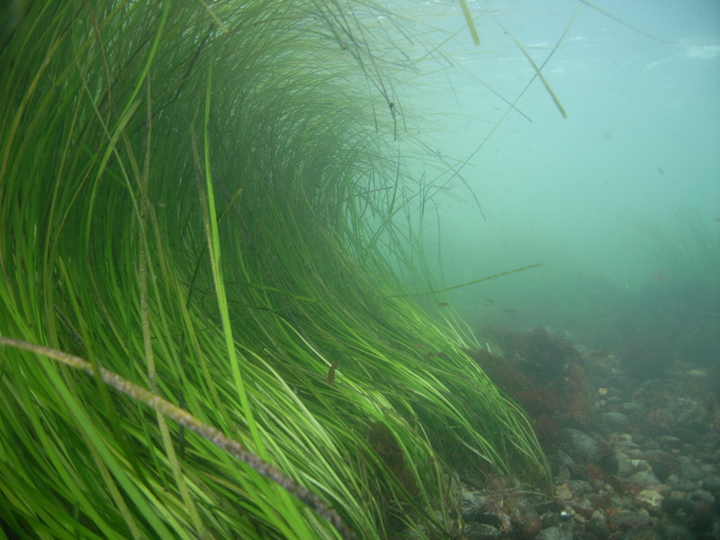 Image of a marine habitat