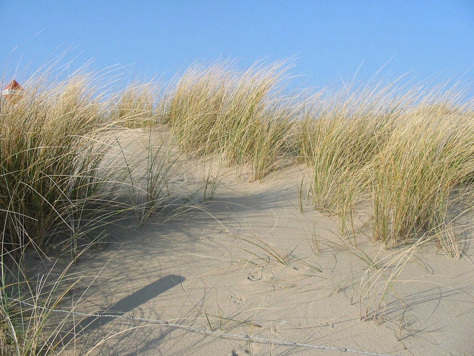 Image of a sand dune