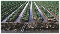 Image of irrigation