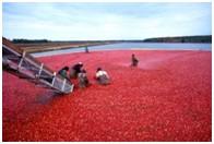 Image of a cranberry crop