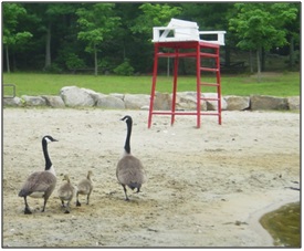 Image of geese on sand