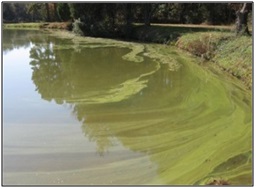 Image of algae in a waterbody