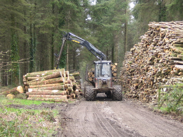 Image of a logging road