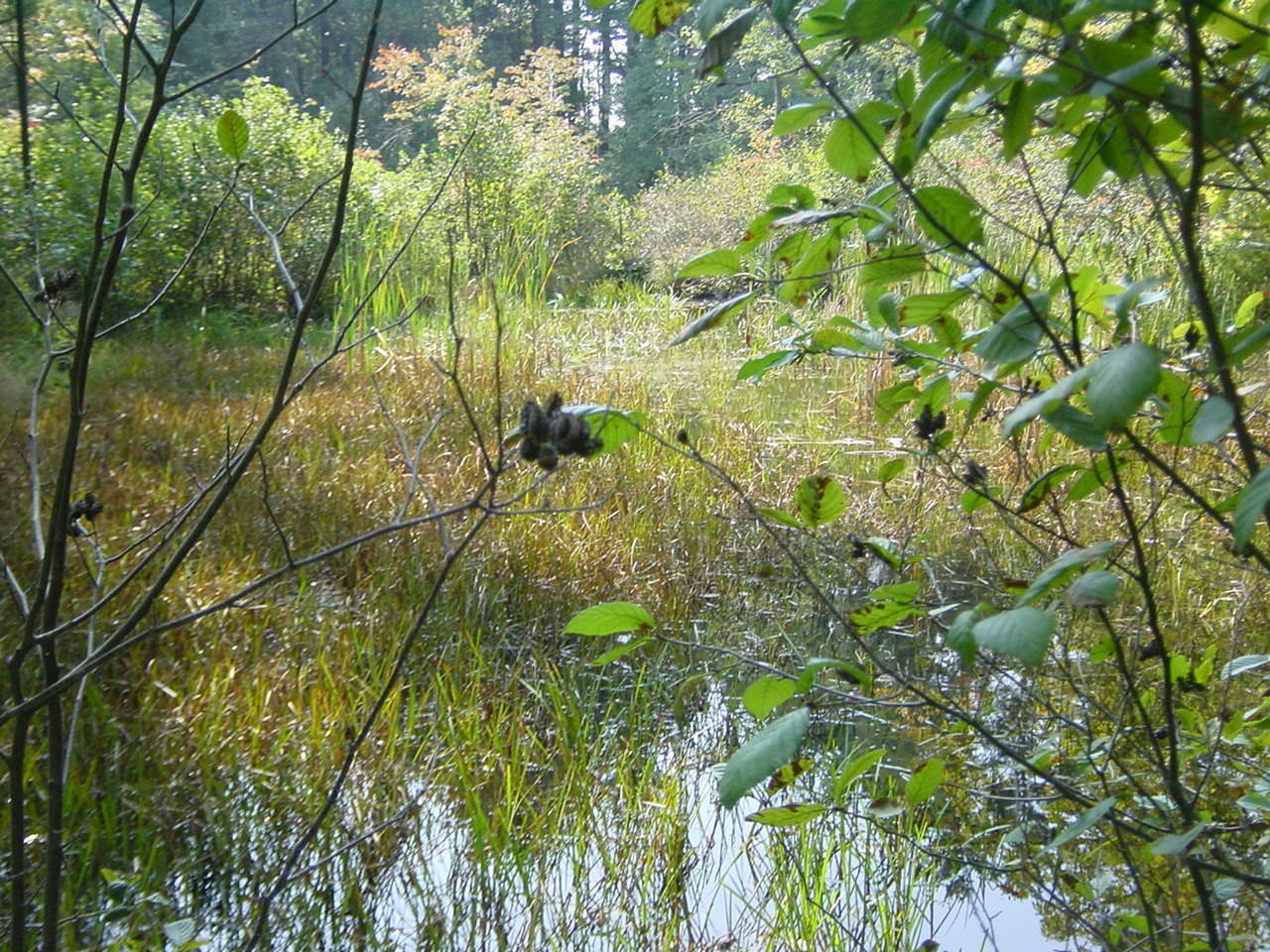 Image of Wetlands, Vernal Pools and Forestry